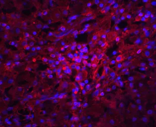 Anti-Orai1 antibody used in IHC (Paraffin sections) (IHC-P). GTX85048