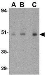 Anti-Orai1 antibody used in Western Blot (WB). GTX85048