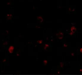 Anti-BRSK1 antibody used in IHC (Paraffin sections) (IHC-P). GTX85054