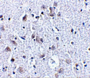 Anti-BRSK1 antibody used in IHC (Paraffin sections) (IHC-P). GTX85055