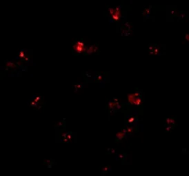 Anti-PEN2 antibody used in Immunocytochemistry/ Immunofluorescence (ICC/IF). GTX85064