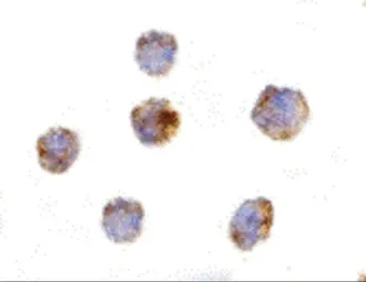 Anti-GITRL antibody used in IHC-P (cell pellet) (IHC-P (cell pellet)). GTX85076