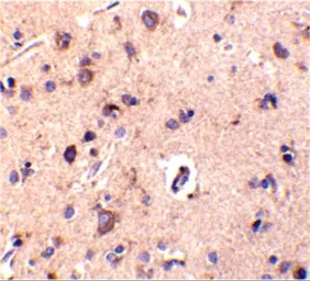 Anti-CTRP2 antibody used in IHC (Paraffin sections) (IHC-P). GTX85078