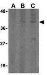 Anti-CTRP2 antibody used in Western Blot (WB). GTX85078