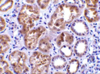 Anti-CTRP1 antibody used in IHC (Paraffin sections) (IHC-P). GTX85079