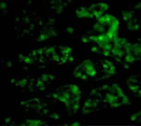 Anti-CTRP1 antibody used in IHC (Paraffin sections) (IHC-P). GTX85079