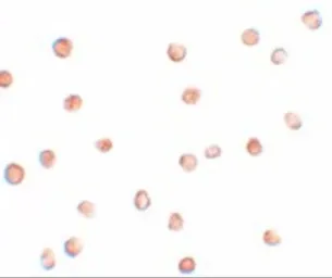 Anti-FAM82A1 antibody used in Immunocytochemistry/ Immunofluorescence (ICC/IF). GTX85107