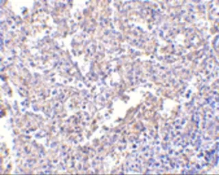 Anti-MD2 antibody [1A2E3] used in IHC (Paraffin sections) (IHC-P). GTX85121