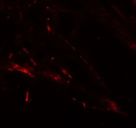 Anti-SLC39A7 antibody used in IHC (Paraffin sections) (IHC-P). GTX85130