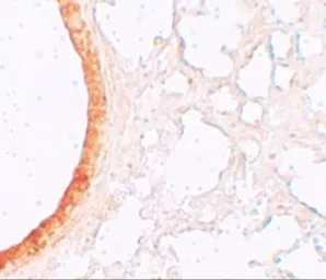 Anti-ZIP3 antibody used in IHC (Paraffin sections) (IHC-P). GTX85133