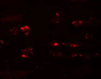 Anti-STOX2 antibody used in IHC (Paraffin sections) (IHC-P). GTX85136