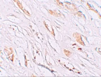 Anti-PEAR1 antibody used in IHC (Paraffin sections) (IHC-P). GTX85138