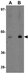 Anti-MFSD2B antibody used in Western Blot (WB). GTX85146