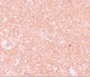 Anti-NALP10 antibody used in IHC (Paraffin sections) (IHC-P). GTX85154