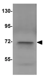Anti-NALP10 antibody used in Western Blot (WB). GTX85154