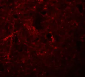 Anti-NLRP7 antibody used in IHC (Paraffin sections) (IHC-P). GTX85156
