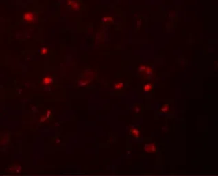 Anti-NALP6 antibody used in IHC (Paraffin sections) (IHC-P). GTX85157