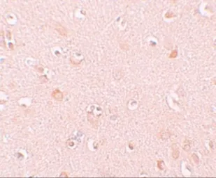 Anti-NALP5 antibody used in IHC (Paraffin sections) (IHC-P). GTX85158