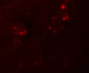 Anti-NALP5 antibody used in IHC (Paraffin sections) (IHC-P). GTX85158