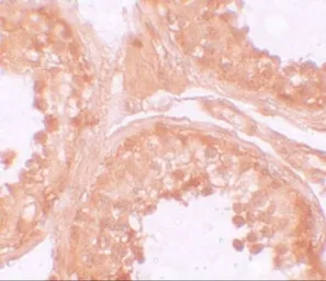 Anti-NALP9 antibody used in IHC (Paraffin sections) (IHC-P). GTX85159