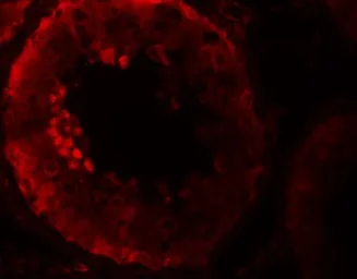 Anti-NALP9 antibody used in IHC (Paraffin sections) (IHC-P). GTX85159