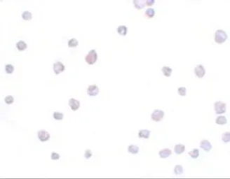 Anti-SCRN3 antibody used in Immunocytochemistry/ Immunofluorescence (ICC/IF). GTX85171