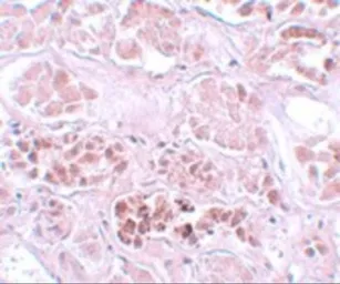 Anti-SCRN1 antibody used in IHC (Paraffin sections) (IHC-P). GTX85172