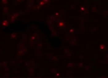 Anti-SCUBE2 antibody used in Immunocytochemistry/ Immunofluorescence (ICC/IF). GTX85173
