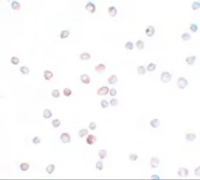 Anti-SCUBE2 antibody used in Immunocytochemistry/ Immunofluorescence (ICC/IF). GTX85173
