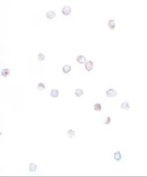 Anti-IFITM1 antibody used in Immunocytochemistry/ Immunofluorescence (ICC/IF). GTX85181