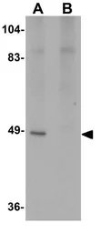 Anti-ATG13 antibody used in Western Blot (WB). GTX85183
