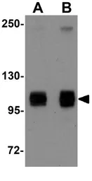 Anti-ATG9B antibody used in Western Blot (WB). GTX85184