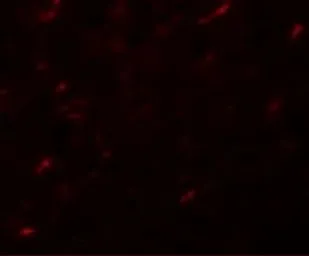 Anti-APC7 antibody used in IHC (Paraffin sections) (IHC-P). GTX85187