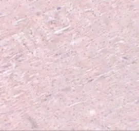 Anti-ADAMTSL5 antibody used in IHC (Paraffin sections) (IHC-P). GTX85191