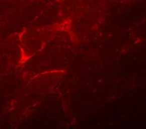 Anti-ADAMTSL5 antibody used in IHC (Paraffin sections) (IHC-P). GTX85191