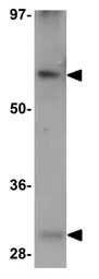 Anti-ADAMTSL5 antibody used in Western Blot (WB). GTX85191