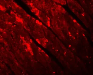 Anti-TMEM184C antibody used in IHC (Paraffin sections) (IHC-P). GTX85192
