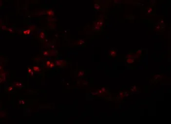 Anti-TMEM184B antibody used in IHC (Paraffin sections) (IHC-P). GTX85193