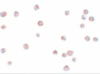 Anti-LYRM2 antibody used in Immunocytochemistry/ Immunofluorescence (ICC/IF). GTX85197