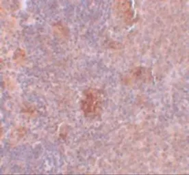 Anti-Slc37A2 antibody used in IHC (Paraffin sections) (IHC-P). GTX85198