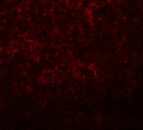 Anti-Slc37A2 antibody used in IHC (Paraffin sections) (IHC-P). GTX85198