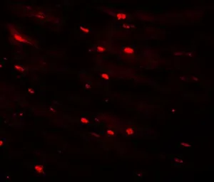 Anti-MTUS2 antibody used in IHC (Paraffin sections) (IHC-P). GTX85202