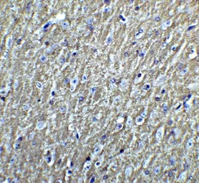 Anti-DCLK3 antibody used in IHC (Paraffin sections) (IHC-P). GTX85203