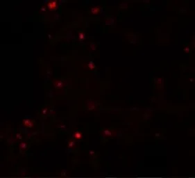Anti-ZSCAN4 antibody used in IHC (Paraffin sections) (IHC-P). GTX85205