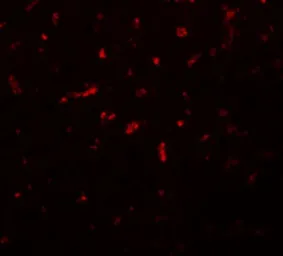 Anti-RSRC1 antibody used in IHC (Paraffin sections) (IHC-P). GTX85206