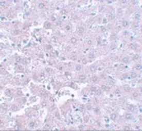 Anti-CALHM1 antibody used in IHC (Paraffin sections) (IHC-P). GTX85207