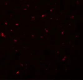 Anti-CALHM1 antibody used in IHC (Paraffin sections) (IHC-P). GTX85207