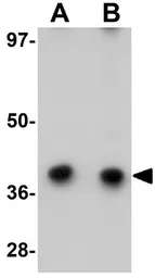 Anti-CHORDC1 antibody used in Western Blot (WB). GTX85209