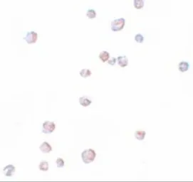 Anti-CHORDC1 antibody used in Immunocytochemistry/ Immunofluorescence (ICC/IF). GTX85209