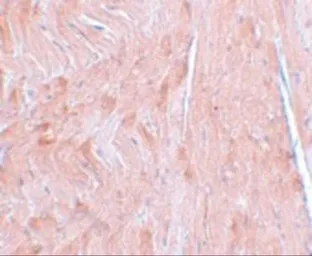 Anti-REEP3 antibody used in IHC (Paraffin sections) (IHC-P). GTX85210